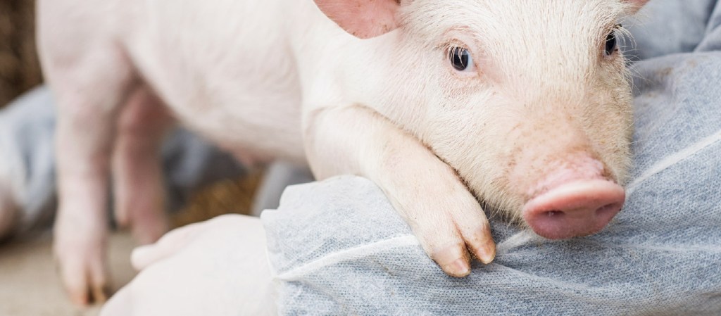 pig resting on a person's arm