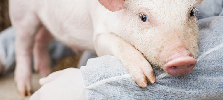 one pig sitting