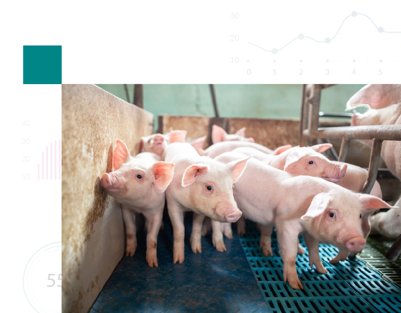 Young piglets standing close together in a pen