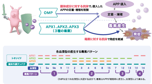 OMP(菌体外膜タンパク)と毒素(ドキソイド)によるWブロック