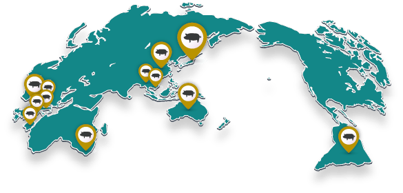 豚の地図